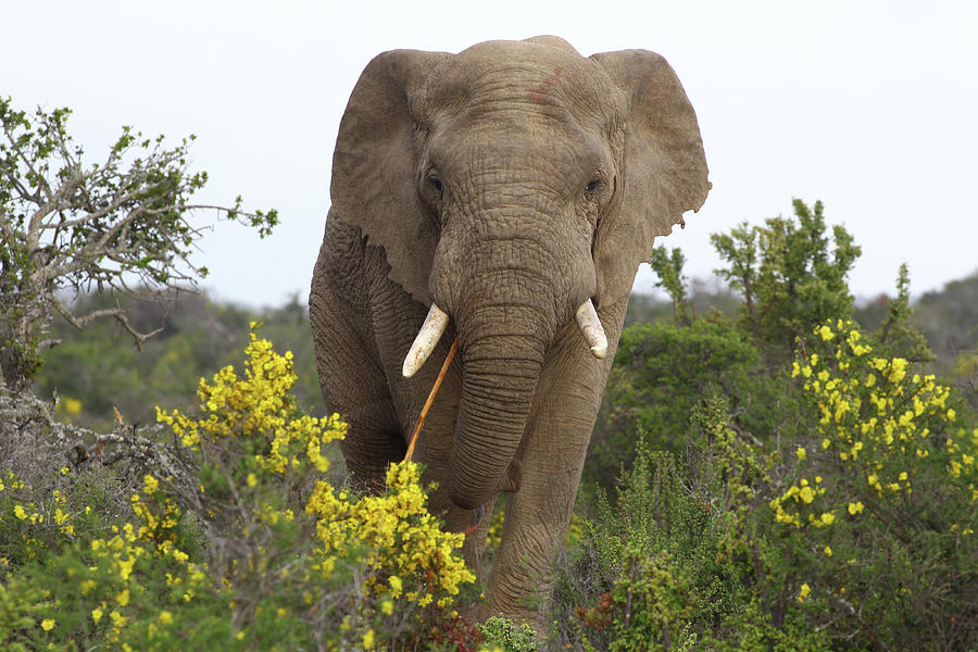 Animal Photograph - African Elephants 058 by Bob Langrish
