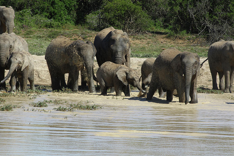 African Elephants 076 Photograph by Bob Langrish | Fine Art America