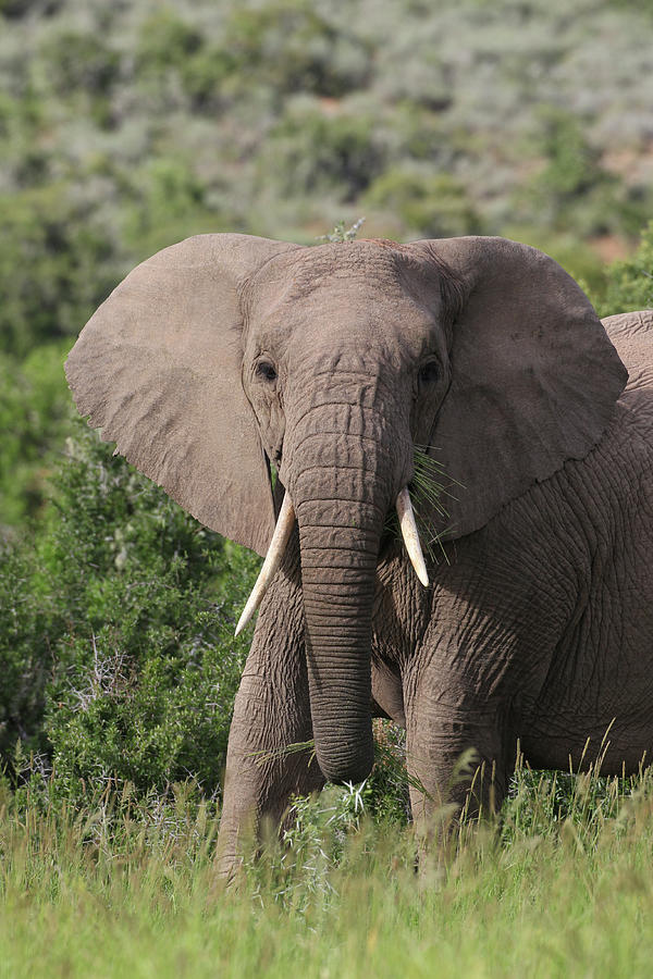 African Elephants 087 Photograph by Bob Langrish - Fine Art America