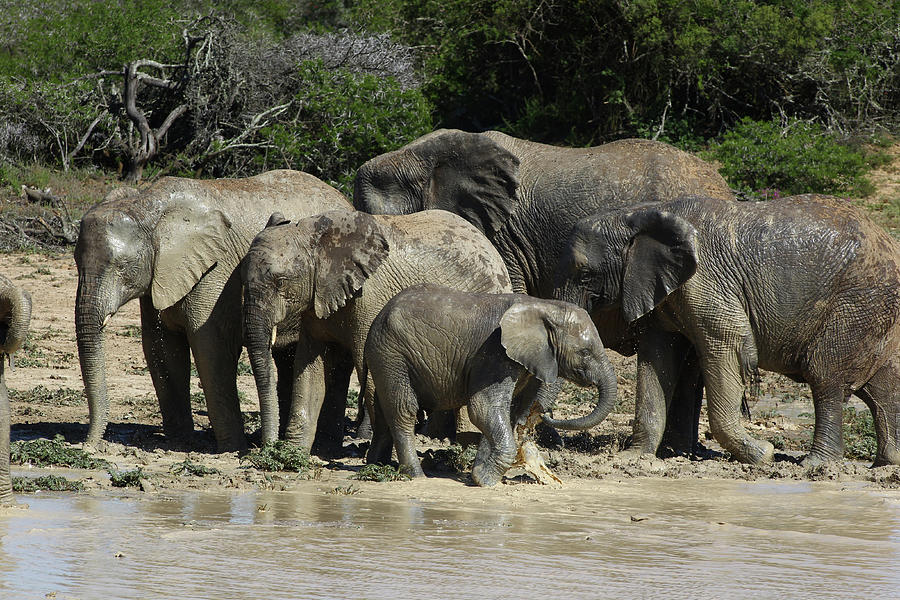 African Elephants 090 Photograph by Bob Langrish - Fine Art America