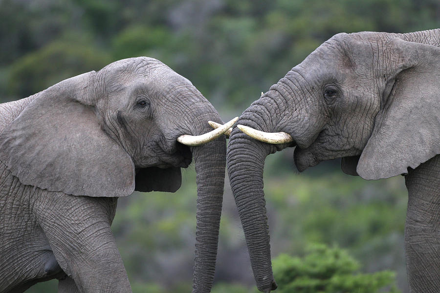 African Elephants 103 Photograph by Bob Langrish - Fine Art America