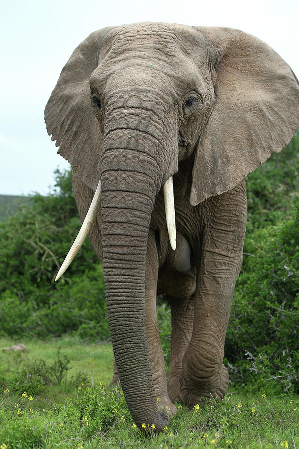 African Elephants 140 Photograph by Bob Langrish - Pixels