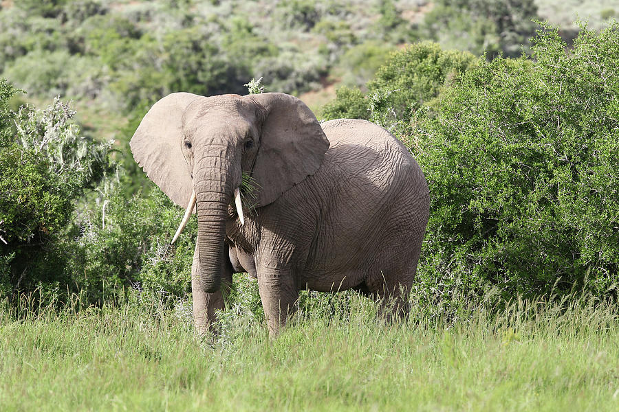 Animal Photograph - African Elephants 149 by Bob Langrish