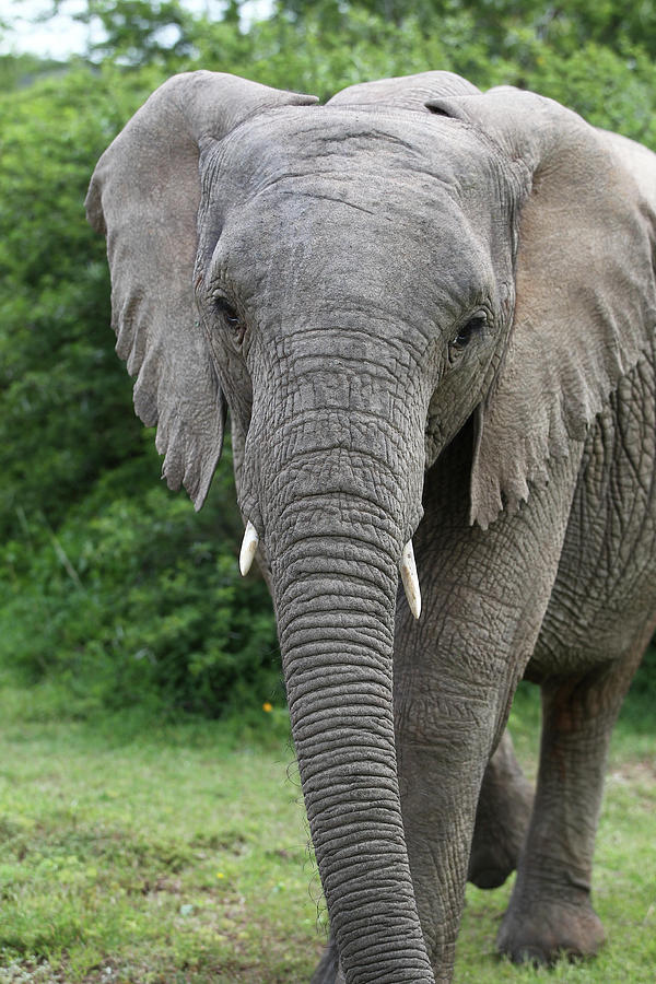 African Elephants 159 Photograph by Bob Langrish - Fine Art America