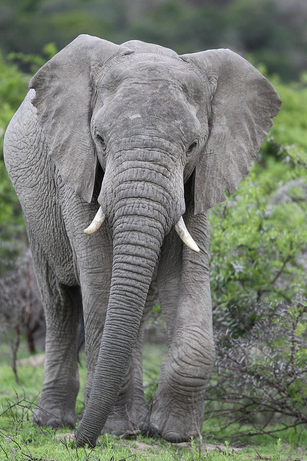 African Elephants 168 Photograph by Bob Langrish - Fine Art America