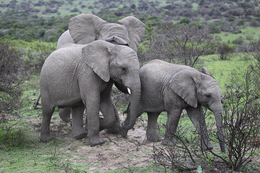 African Elephants 179 Photograph by Bob Langrish - Fine Art America