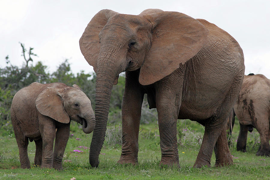 African Elephants 187 Photograph by Bob Langrish - Fine Art America