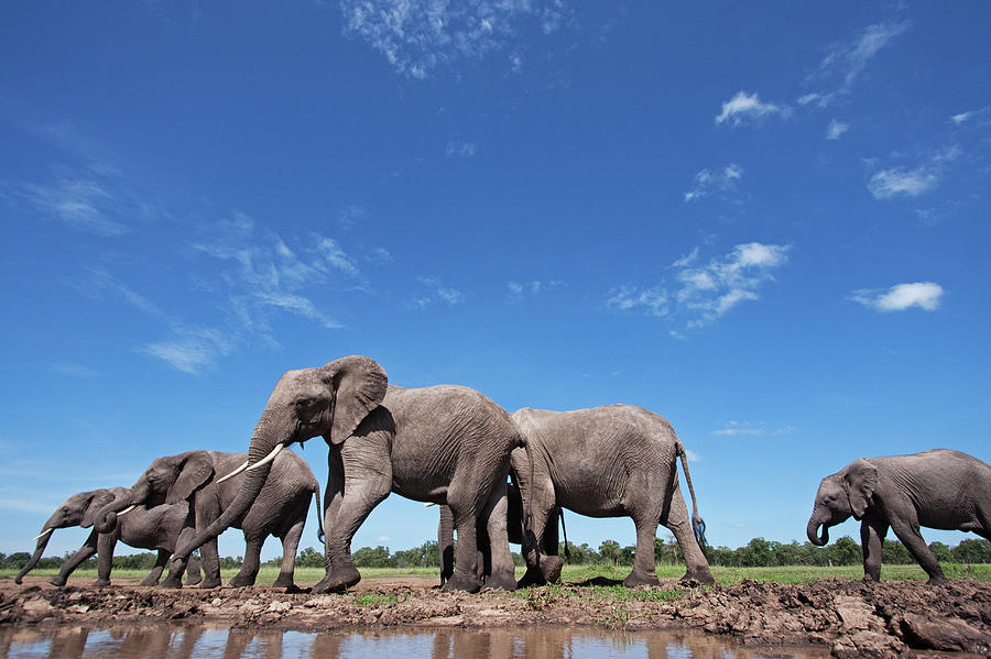 African Elephants At A Waterhole Photograph by Anup Shah