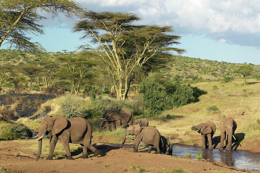 African Elephants Drinking Water At Photograph by Visionsofamerica/joe Sohm