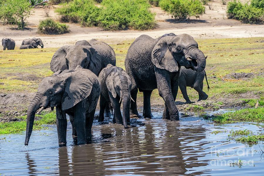 African Elephants Drinking Water Photograph by Photostockisrael