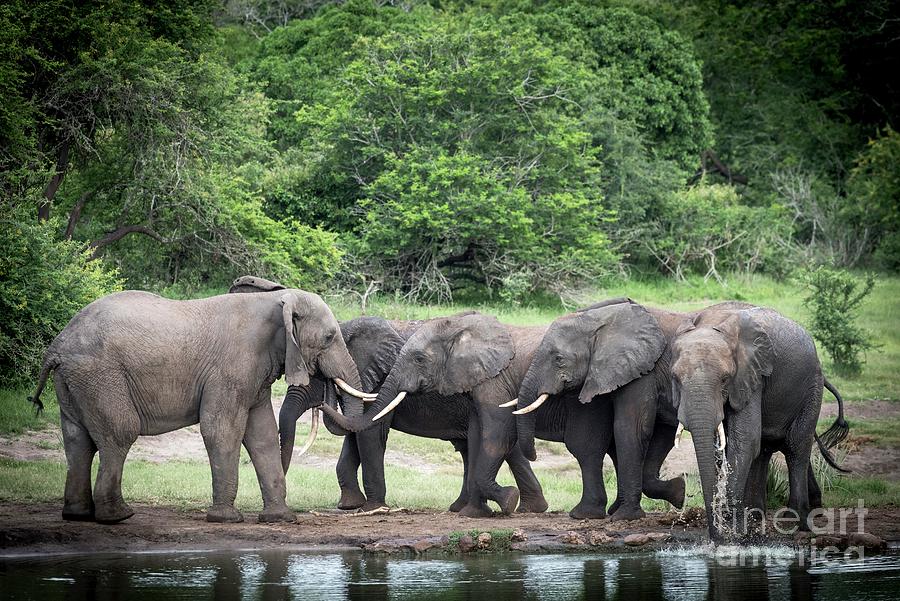 African Elephants Greeting Photograph by Tony Camacho/science Photo Library