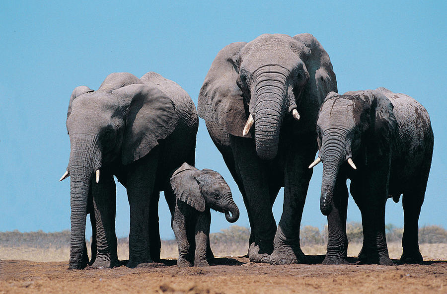 African Elephants Loxodonta Africana Photograph by Digital Vision.