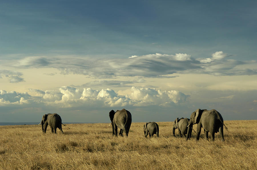 African Elephants, Masai Mara Game Photograph by Ben Cranke