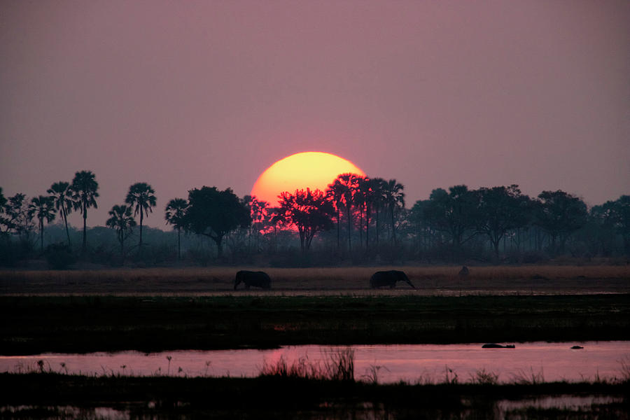 African Elephants, Okavango Delta Photograph by Mint Images/ Art Wolfe