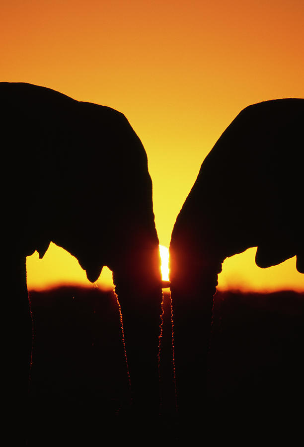 African Elephants Silhouetted Loxodonta Photograph by Nhpa