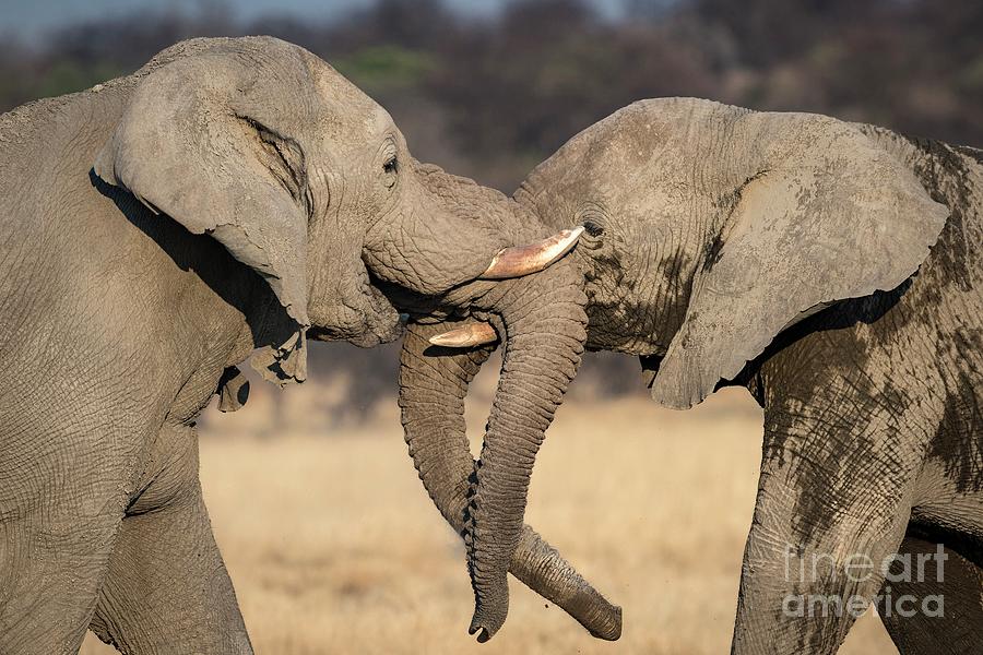 African Elephants Sparring Photograph by Tony Camacho/science Photo Library