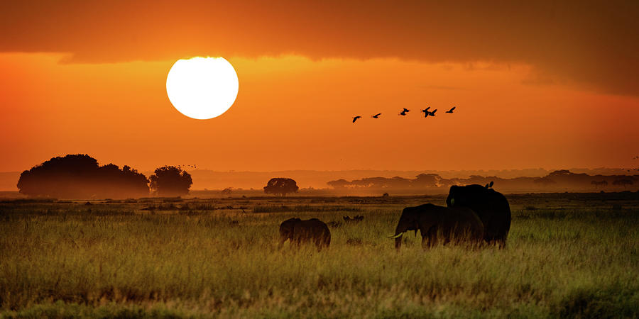 Sunset Photograph - African Elephants Walking at Golden Sunrise by Good Focused