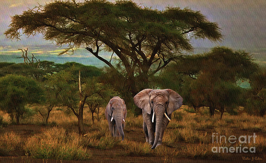 African Elephants Digital Art by Walter Colvin