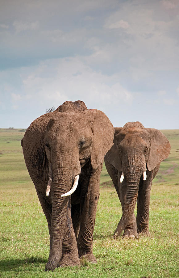 African Elephants Photograph by Wldavies