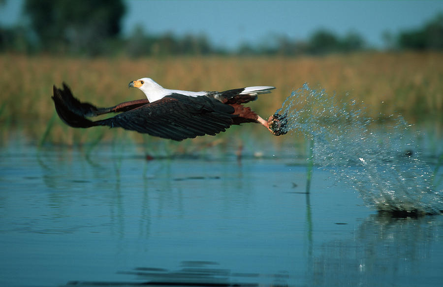 African Fish Eagle Catching Fish Photograph by Nhpa