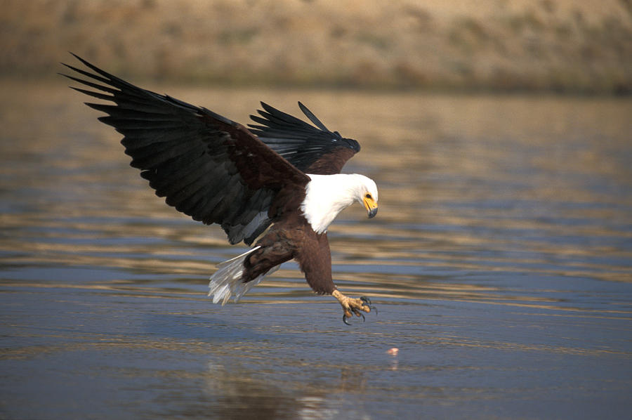 African Fish Eagle Photograph by David Hosking