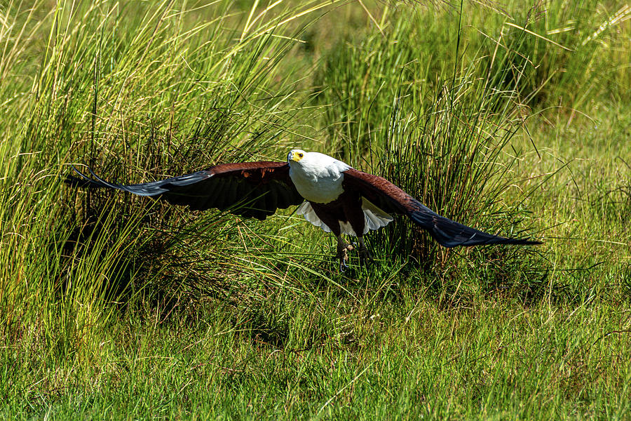 African Fish Eagle Photograph by Douglas Wielfaert