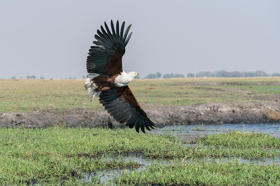 Nature Photograph - African Fish Eagle In Flight by Brenda Tharp