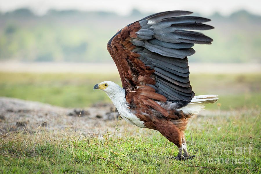 Bird Photograph - African Fish Eagle Starting  Flight by Timothy Hacker