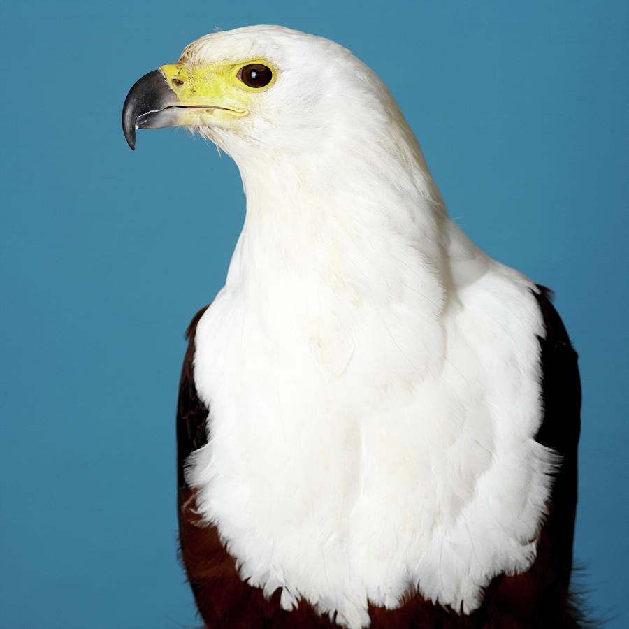 African Fish Eagle Digital Art by Simon Murrell - Fine Art America