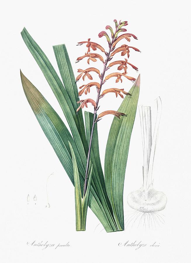 Flower Painting - African Flag Illustration From Les Liliacees 1805 By Pierre Joseph Redoute 1759 1840 by Celestial Images Flower Painting - African Flag Illustration From Les Liliacees 1805 By Pierre Joseph Redoute 1759 1840 by Celestial Images