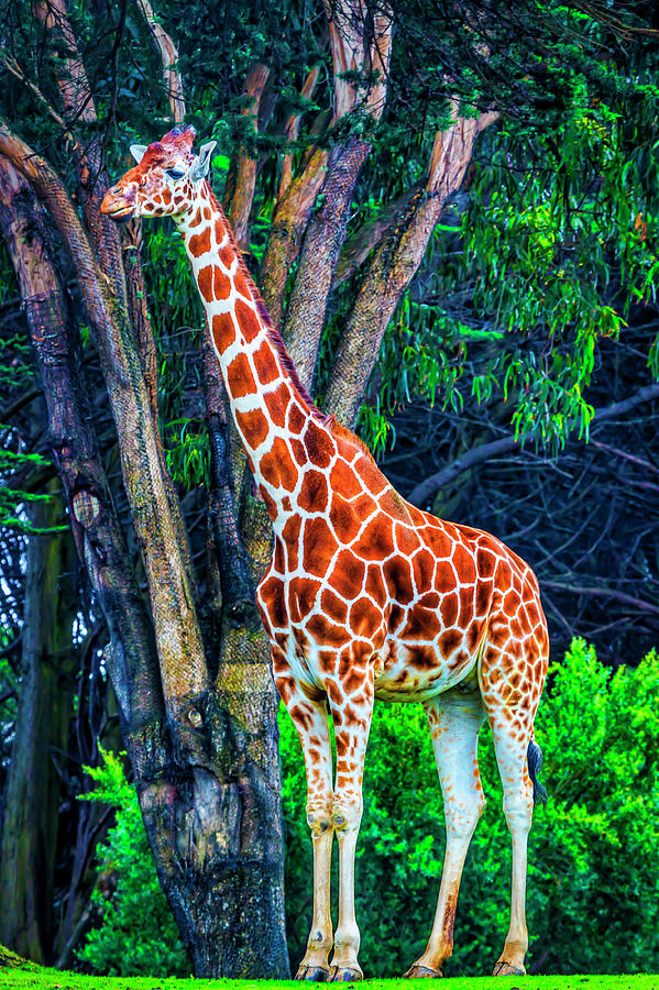 African Giraffe Photograph by Garry Gay