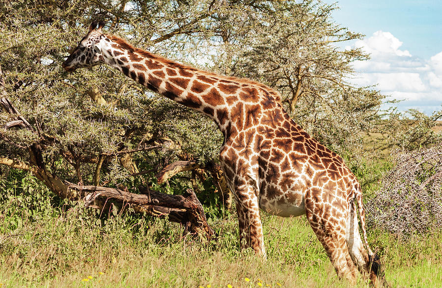African Giraffe Snacking - Serengeti Tanzania 5068 East Africa Safari Travel Photograph by Neptune - Amyn Nasser Photographer