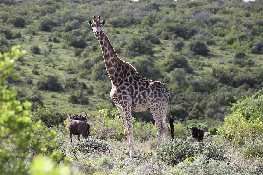 Animal Photograph - African Giraffes 149 by Bob Langrish