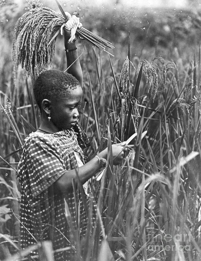 African Girl Cutting Maize Photograph by Bettmann