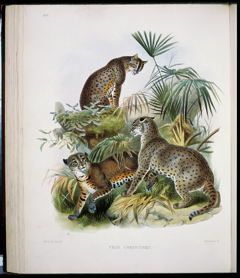 African Golden Cat (felis Chrysothrix) Painting by Academy Of Natural ...