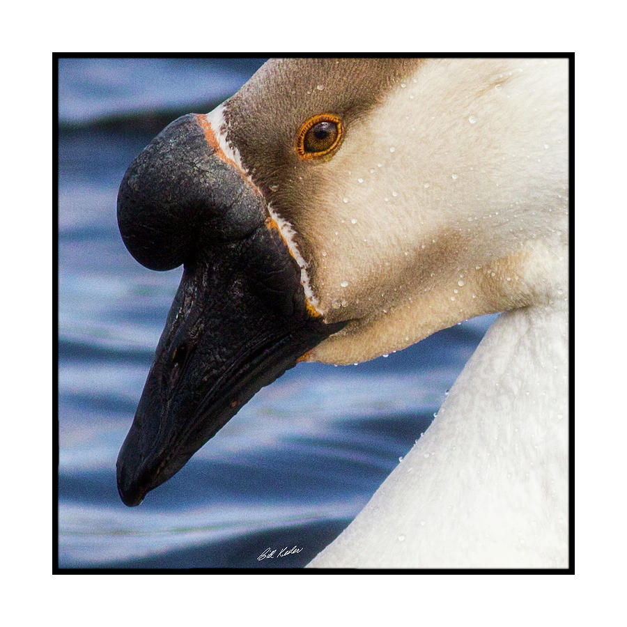 African Goose Closeup - Artistic Photograph by Bill Kesler
