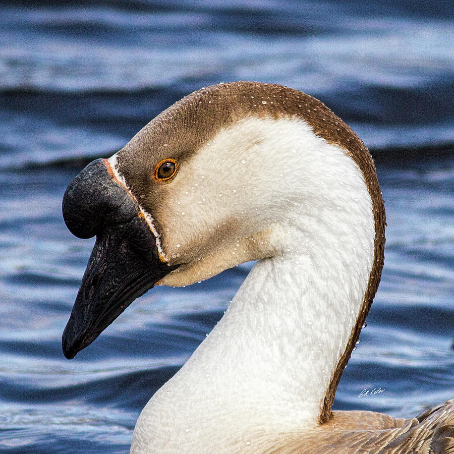 African Goose Headshot Photograph by Bill Kesler
