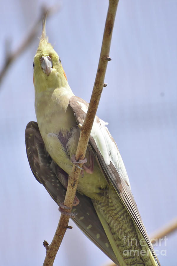 blue african grey