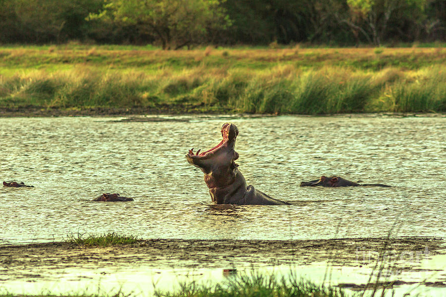 African Hippopotamus angry Photograph by Benny Marty