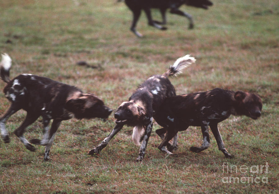 African Hunting Dogs Photograph by John Reader/science Photo Library ...