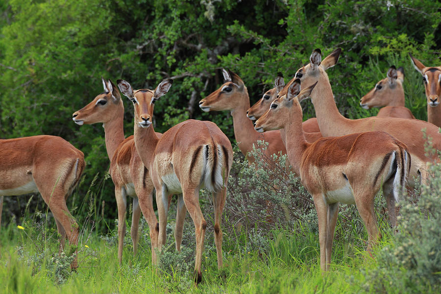 Animal Photograph - African Impala 02 by Bob Langrish