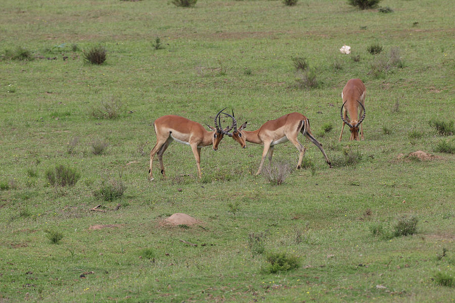 Animal Photograph - African Impala 05 by Bob Langrish