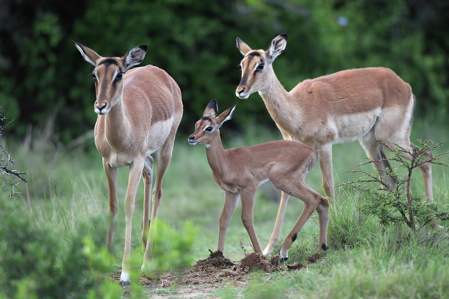 Animal Photograph - African Impala 07 by Bob Langrish