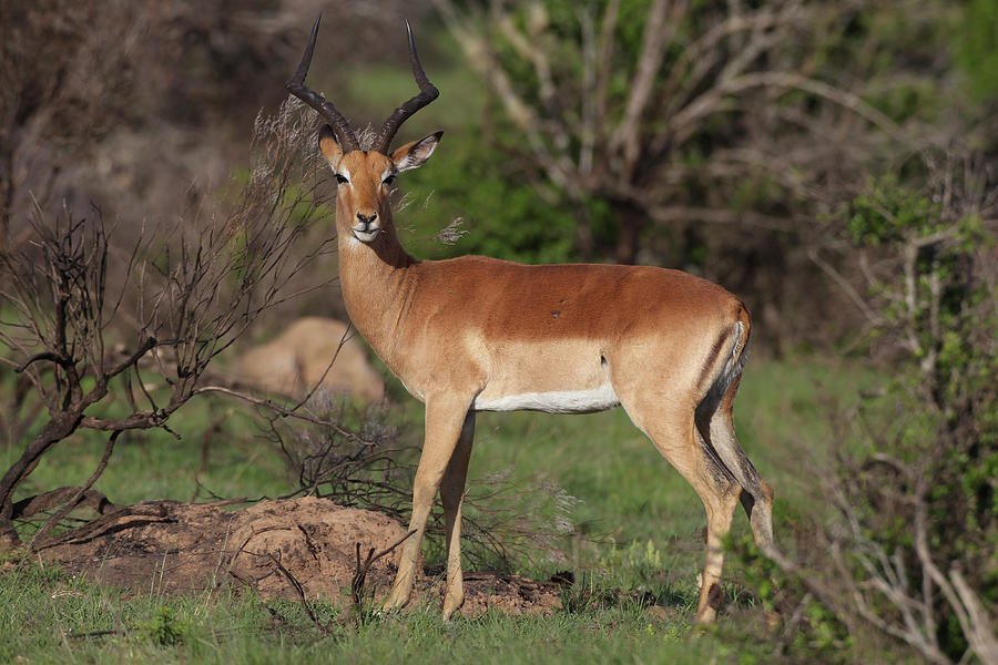 Animal Photograph - African Impala 08 by Bob Langrish