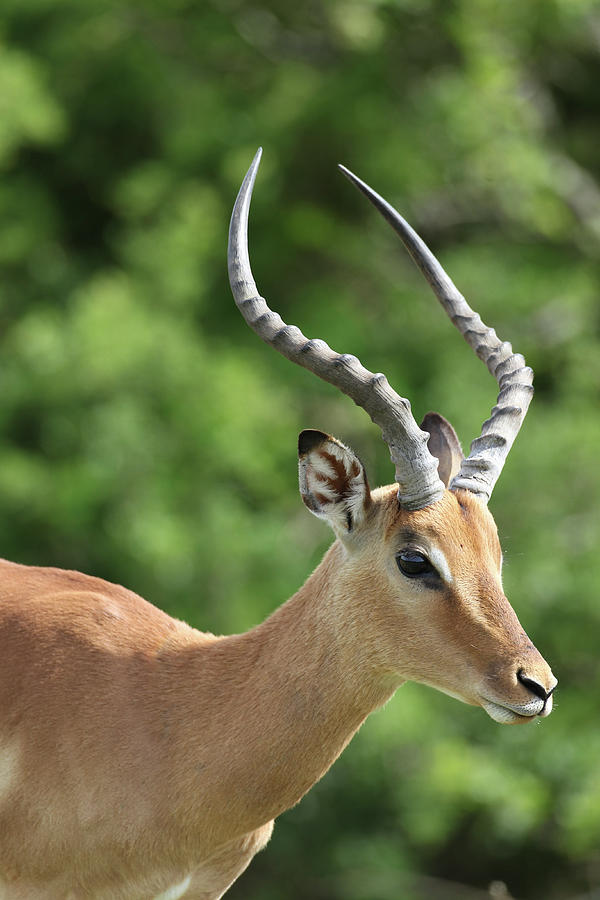 Animal Photograph - African Impala 09 by Bob Langrish