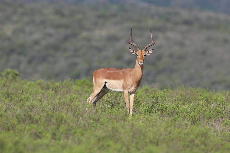 Animal Photograph - African Impala 10 by Bob Langrish