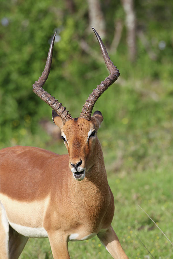 Animal Photograph - African Impala 11 by Bob Langrish