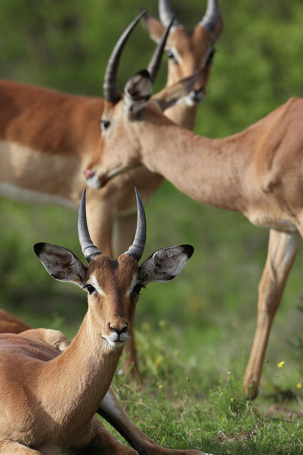 Animal Photograph - African Impala 13 by Bob Langrish