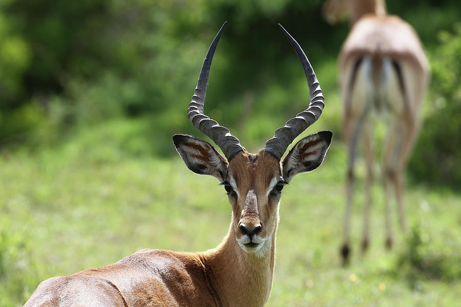 Animal Photograph - African Impala 15 by Bob Langrish