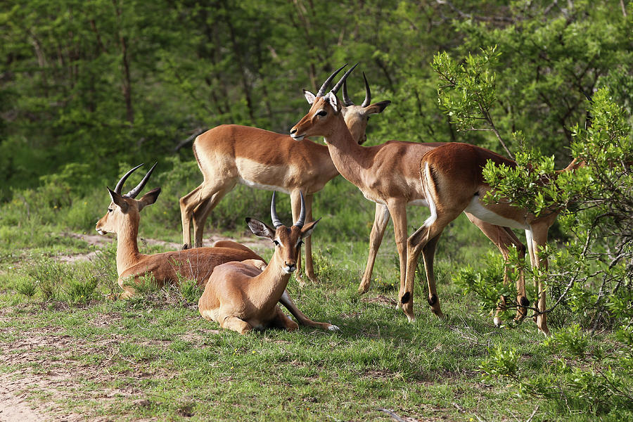 Animal Photograph - African Impala 18 by Bob Langrish